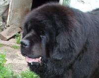 Magnat N`yw Kenbet Magnat N`yw Kenbet